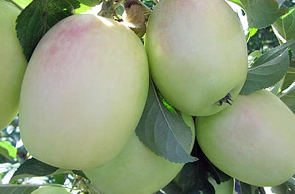 giống cây táo trắng sinup