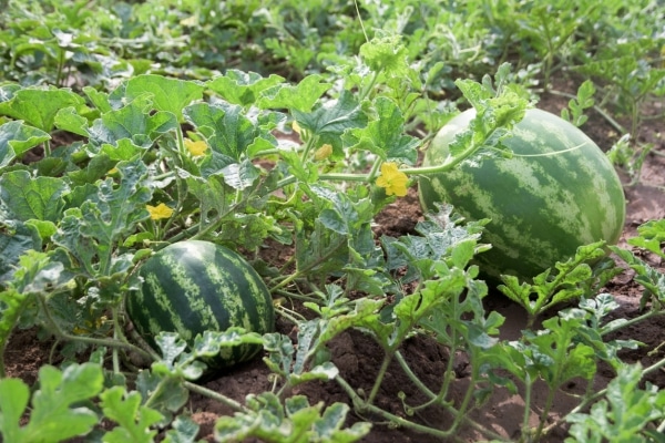 reife Wassermelonen