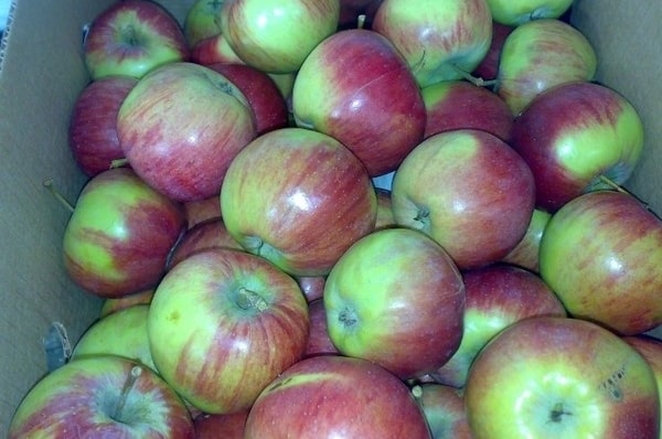 Rossosh striped apples in a box