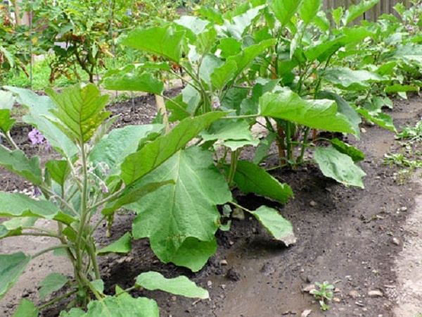 Aubergine schwarze Schönheit