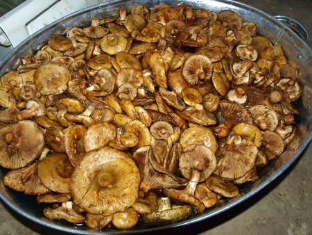 Schweine kochen
