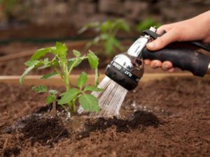 Wie oft müssen Sie die Wassermelonen auf freiem Feld und im Gewächshaus gießen, der Zeitpunkt für die Düngung