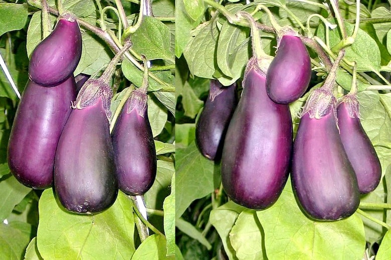 روبن هود