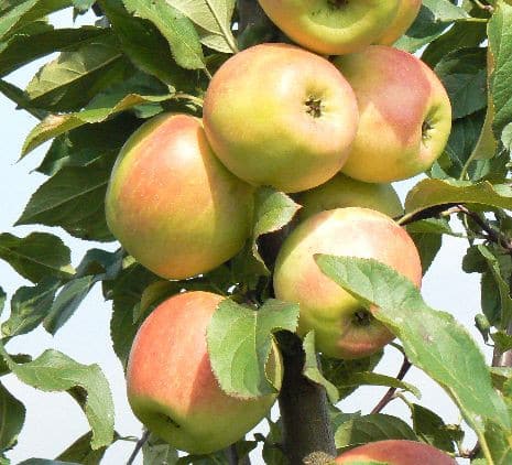 apple tree dawn of Altai