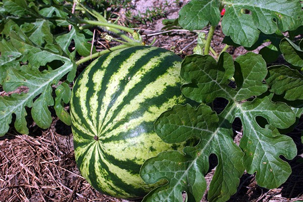 reife Wassermelone