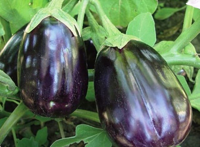 Aubergine schwarze Schönheit