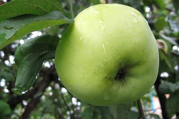 white plum fruit