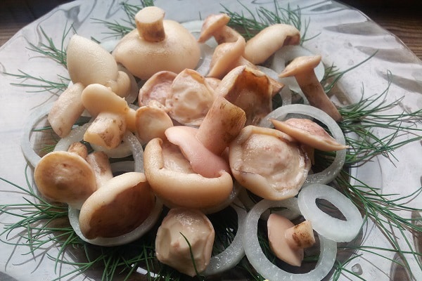 слане гљиве са луком и зачинским биљем