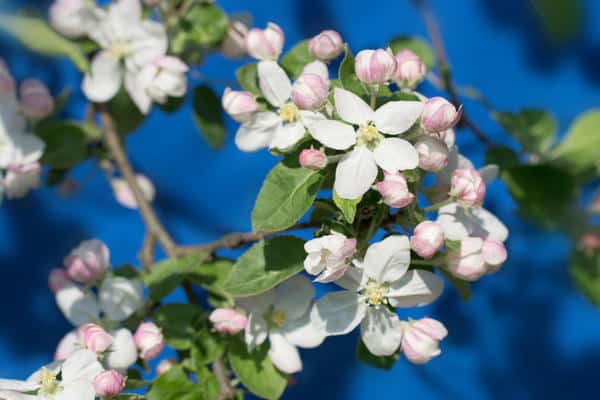 Apfelblüte