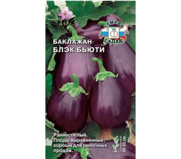 Aubergine schwarze Schönheit