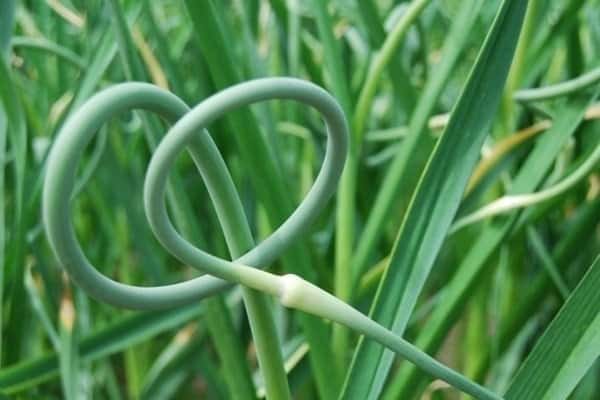 arrows of garlic in the garden