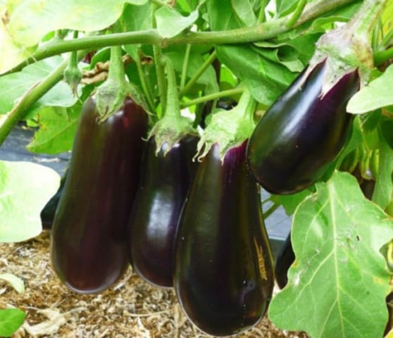 باذنجان فرس النهر