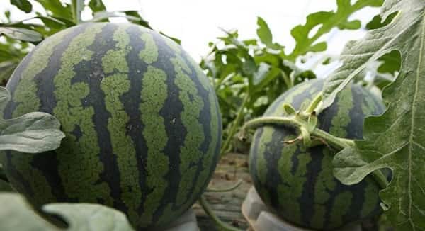 växthusvattenmelon