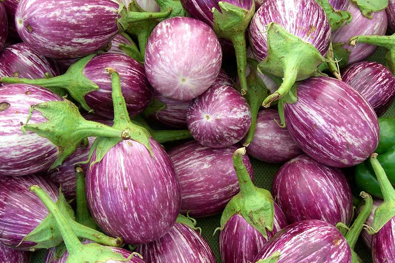 باذنجان بحار