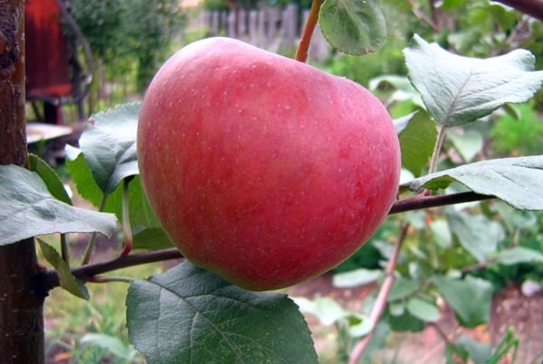 the fruit of the Rossosh striped variety