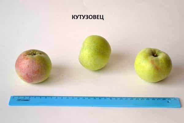 Größen der Apfelsorten Kutuzovets