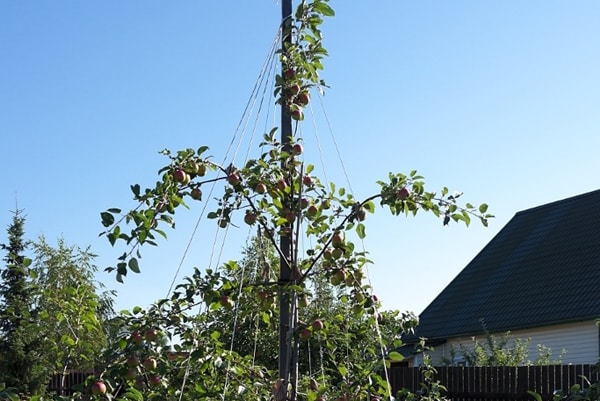 junger Naturforscherbaum