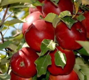 A full description of Mom's autumn apple-tree variety and its characteristics