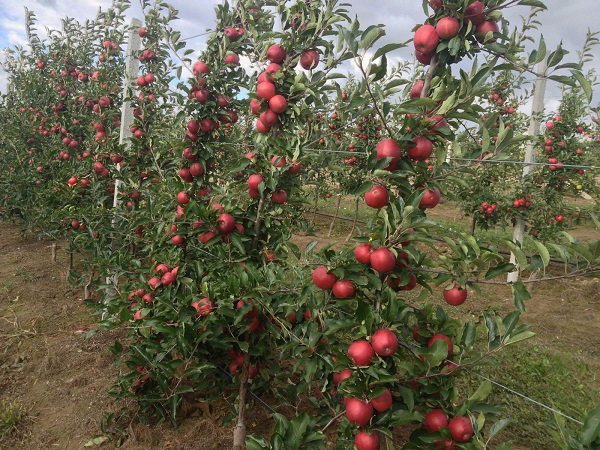 delicious apple trees