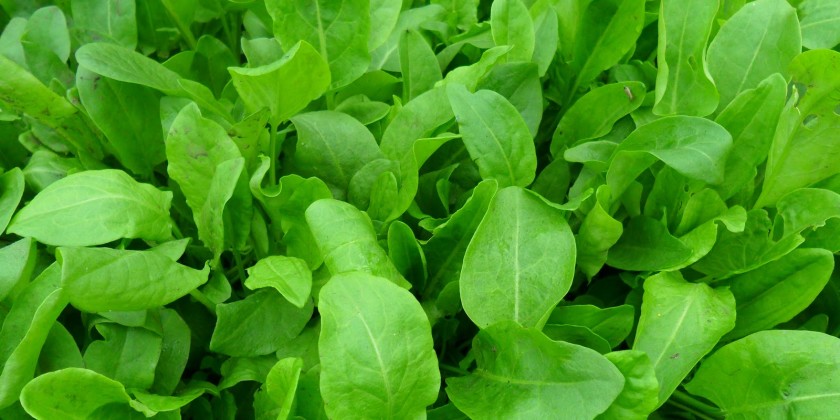 green sorrel