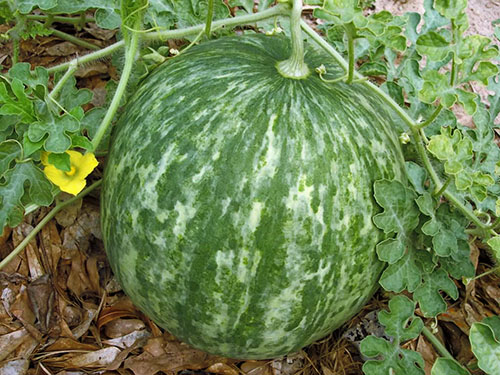 reife Wassermelone