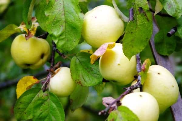 Äpfel am Baum