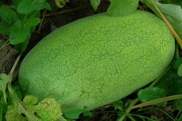 Melonen und Kürbisse