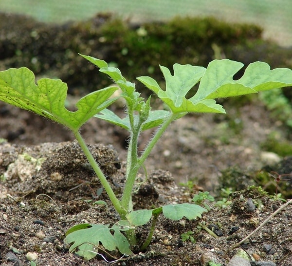 plantor vattenmelon