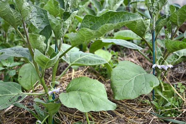 Auberginen auf freiem Feld