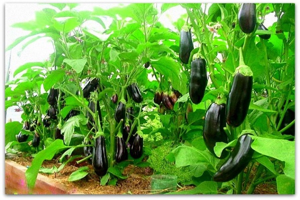 الآفات الزرقاء