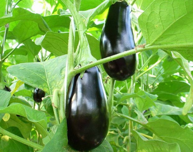 aubergine destan en plein champ