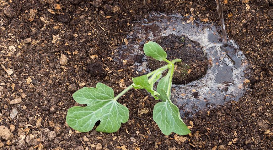 plantar una sandía