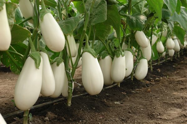 الباذنجان بجعة
