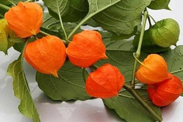 choroba pęcherzyka płucnego