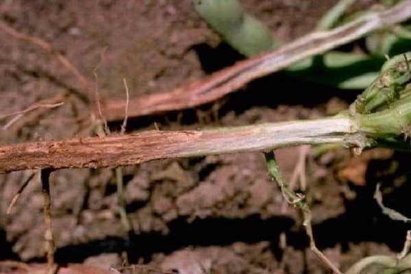 forming beans