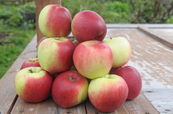 Früchte der jungen Natursorte