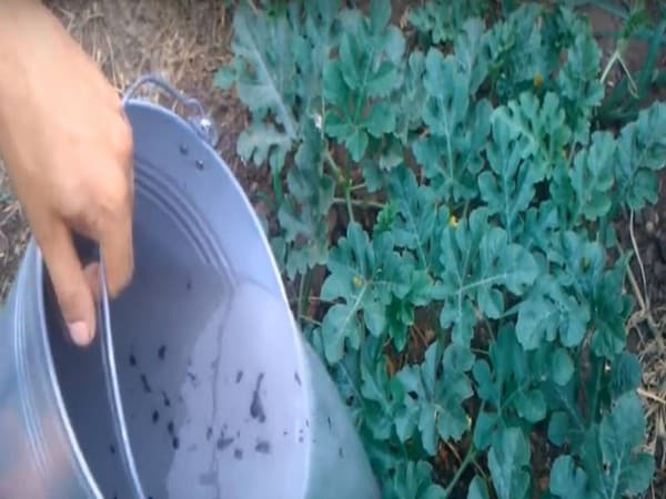 Wassermelonenfütterung