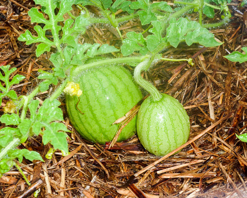 eine Wassermelone kneifen