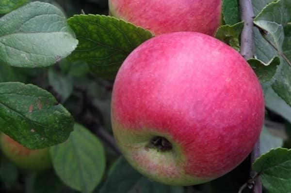 Junge Naturforscherfrucht