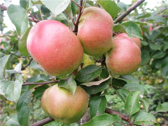 Apfelbaum