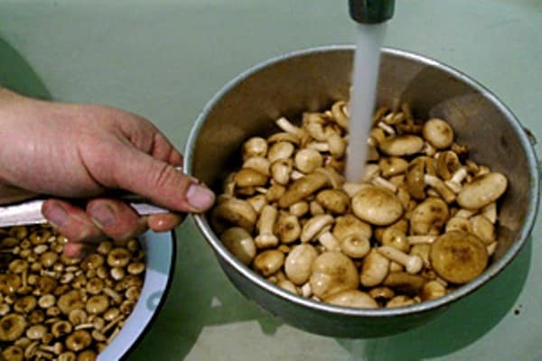 Pilzwaschprozess
