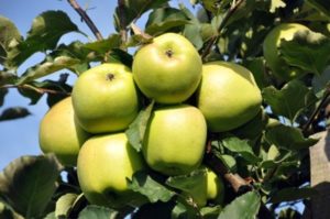 Χαρακτηριστικά και περιγραφή της ποικιλίας μήλου Ainur, αξιολόγηση γεύσης και αντοχή στις ασθένειες