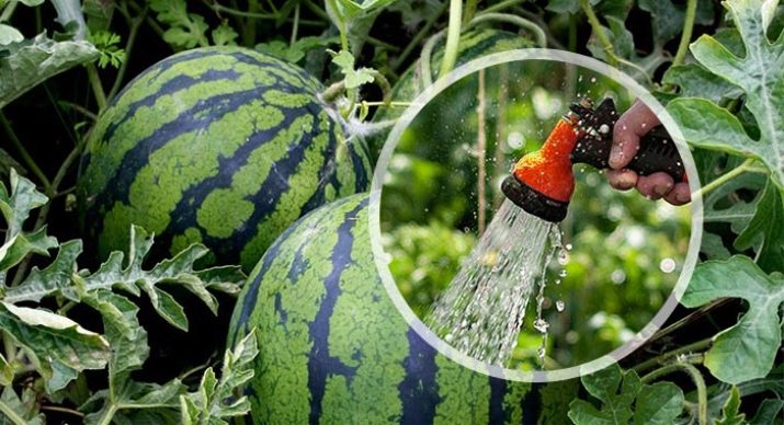 arrosage de la pastèque