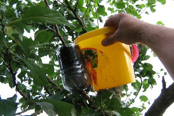 pruner gren