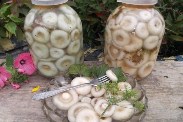 Milchpilze kochen