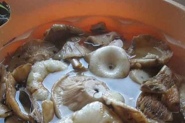 milchiger Saft
