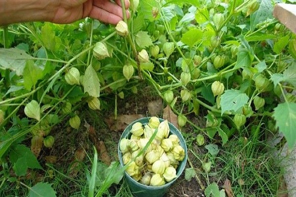 Physalis uogos