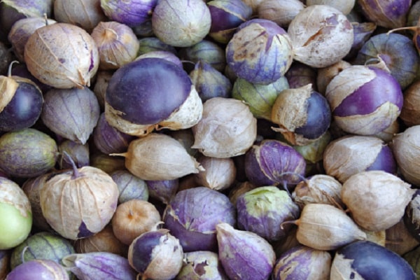 physalis κενά