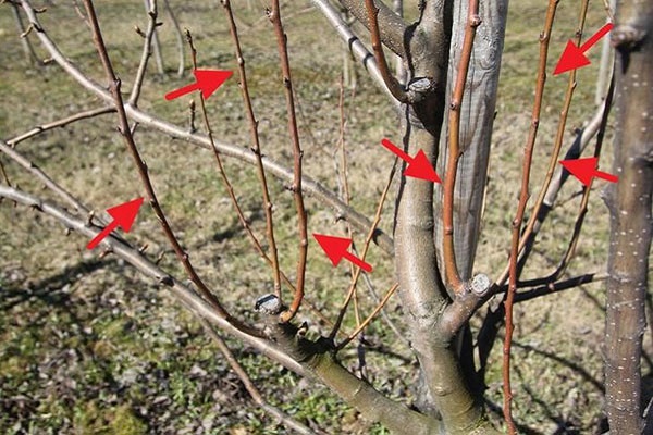 spinning tops on an apple tree