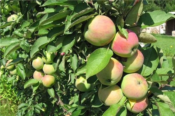columnar apple tree in the garden